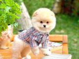 Aa Kalite Safkan  Pomeranian Oğlumuz