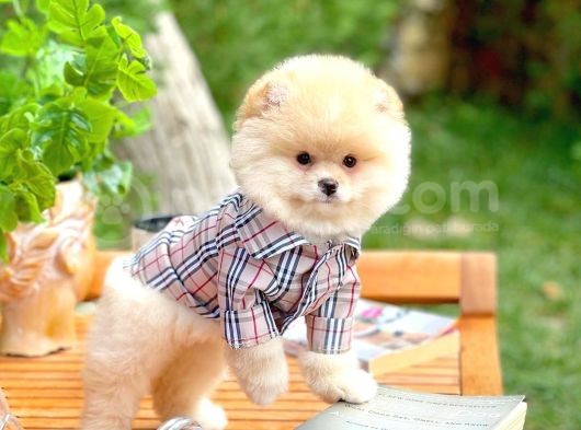 Aa Kalite Safkan  Pomeranian Oğlumuz görsel
