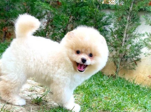 Aa Kalite Safkan  Pomeranian Oğlumuz