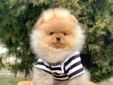 Safkan Pomeranian Boo Yavrularımız