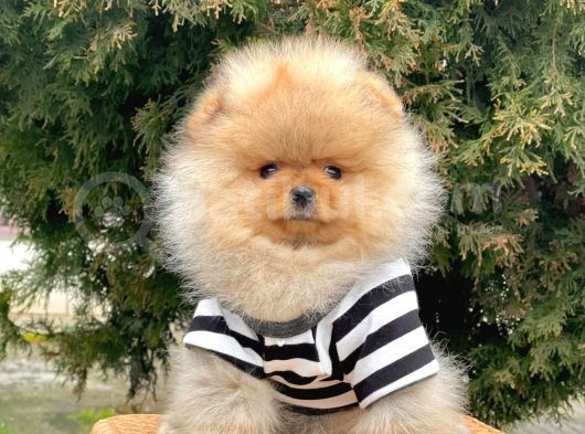 Safkan Pomeranian Boo Yavrularımız görsel