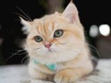 Birbirinden Güzel  Efsane British Shorthair