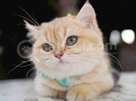 Birbirinden Güzel  Efsane British Shorthair görsel