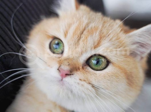 Birbirinden Güzel  Efsane British Shorthair görsel