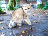 Birbirinden Güzel  Efsane British Shorthair