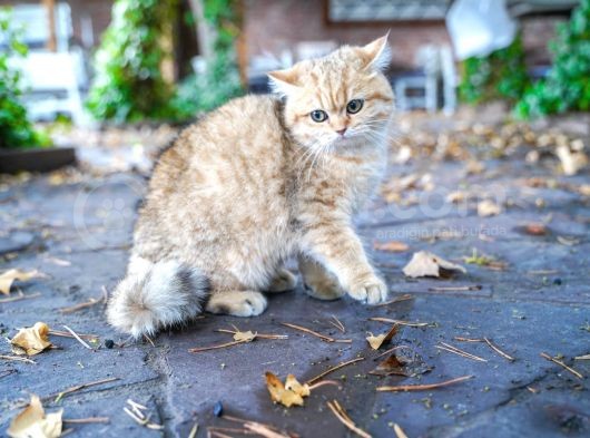Birbirinden Güzel  Efsane British Shorthair görsel
