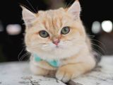 Birbirinden Güzel  Efsane British Shorthair