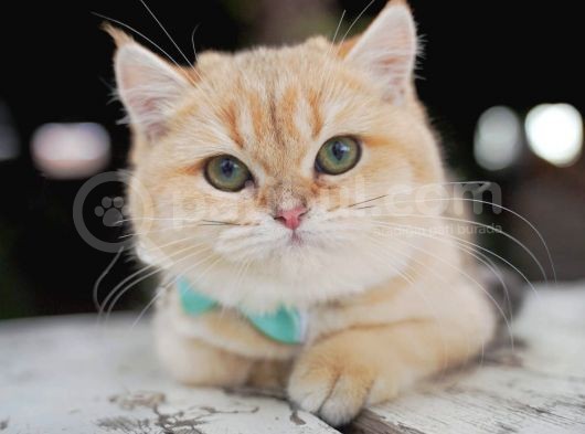 Birbirinden Güzel  Efsane British Shorthair görsel