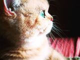 Birbirinden Güzel  Efsane British Shorthair