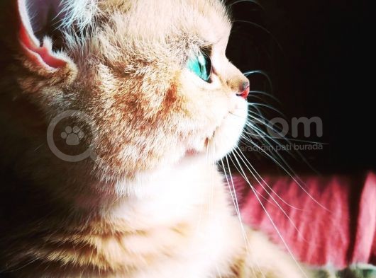 Birbirinden Güzel  Efsane British Shorthair görsel
