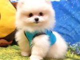 Pomeranian Boo Teddy Bear Yavrular