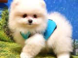 Pomeranian Boo Teddy Bear Yavrular