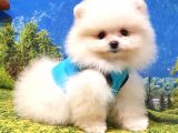 Pomeranian Boo Teddy Bear Yavrular