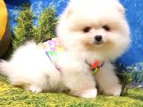 Teddy Face Pomeranian Boo Yavrularımız