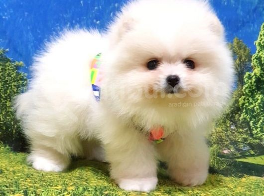 Teddy Face Pomeranian Boo Yavrularımız görsel
