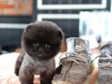 Yavru Patiler Güvencesiyle Pomeranian Yavrular