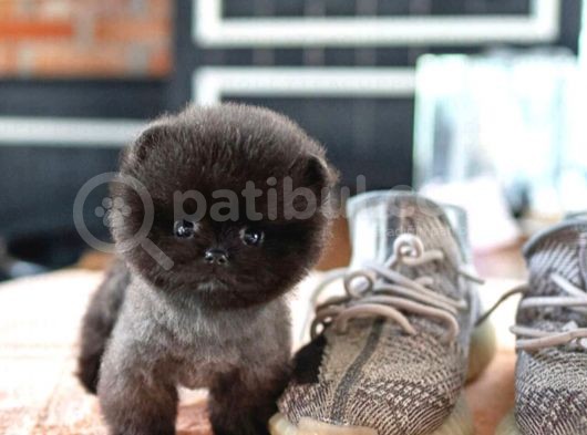 Yavru Patiler Güvencesiyle Pomeranian Yavrular