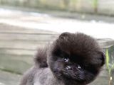 Yavru Patiler Güvencesiyle Pomeranian Yavrular