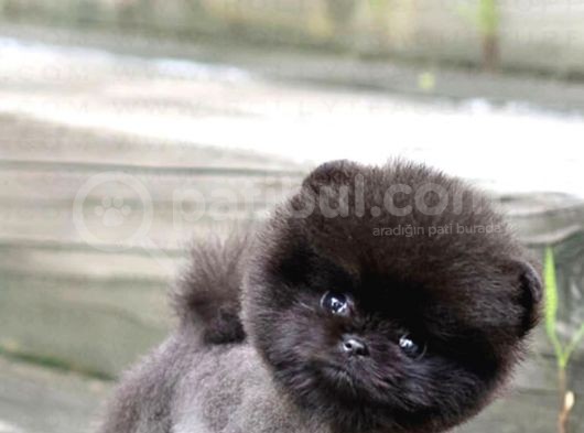 Yavru Patiler Güvencesiyle Pomeranian Yavrular görsel