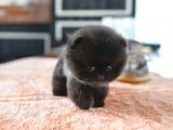 Yavru Patiler Güvencesiyle Pomeranian Yavrular