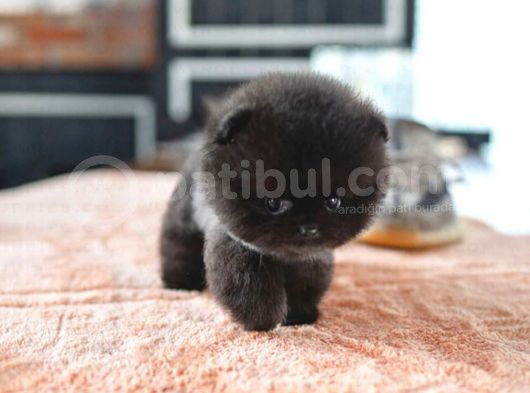 Yavru Patiler Güvencesiyle Pomeranian Yavrular görsel