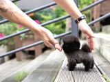 Yavru Patiler Güvencesiyle Pomeranian Yavrular
