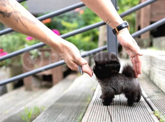 Yavru Patiler Güvencesiyle Pomeranian Yavrular görsel