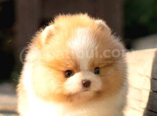 Ayı Surat Pomeranian Boo Yavrularımız görsel