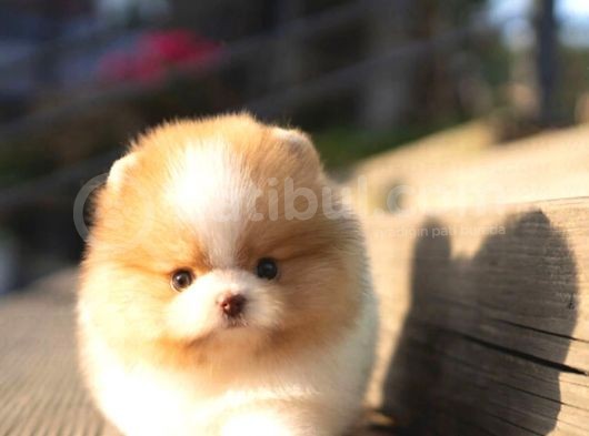 Ayı Surat Pomeranian Boo Yavrularımız