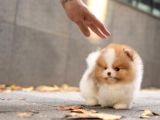 Ayı Surat Pomeranian Boo Yavrularımız