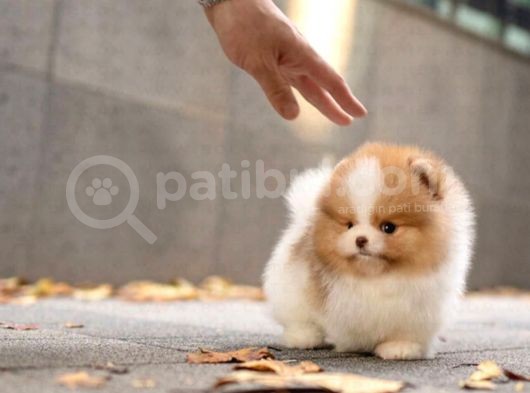 Ayı Surat Pomeranian Boo Yavrularımız görsel