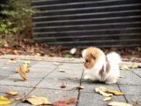 Ayı Surat Pomeranian Boo Yavrularımız