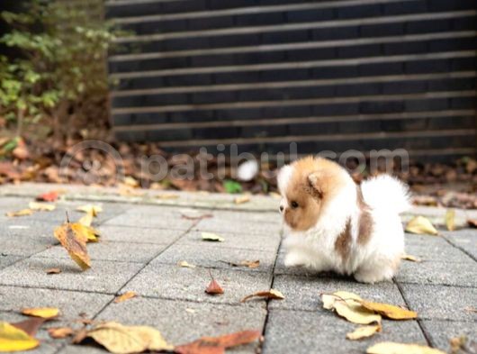 Ayı Surat Pomeranian Boo Yavrularımız görsel