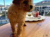 Minicik Red Brown Toy Poodle