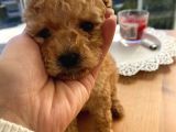 Minicik Red Brown Toy Poodle