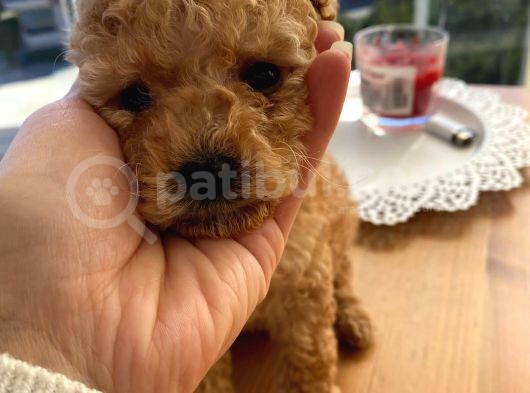 Minicik Red Brown Toy Poodle görsel