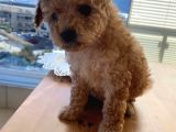 Minicik Red Brown Toy Poodle
