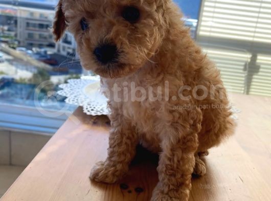 Minicik Red Brown Toy Poodle