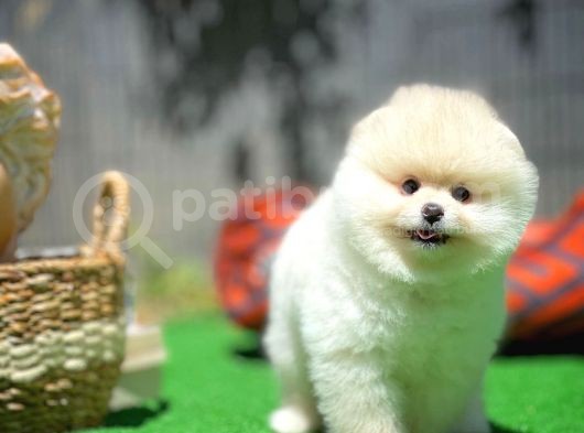Ayı Surat Pomeranian Boo Yavrularımız görsel