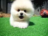 Ayı Surat Pomeranian Boo Yavrularımız