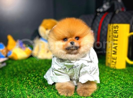 Aa Kalite Safkan  Pomeranian Yavrularımız
