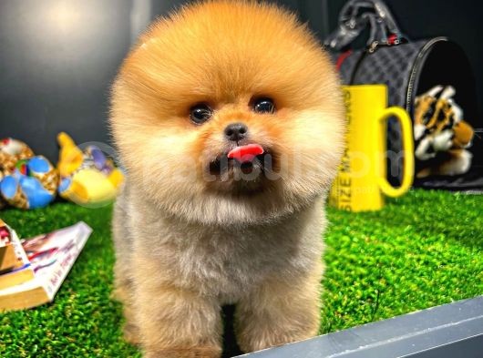 Aa Kalite Safkan  Pomeranian Yavrularımız görsel