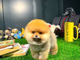 Aa Kalite Safkan  Pomeranian Yavrularımız