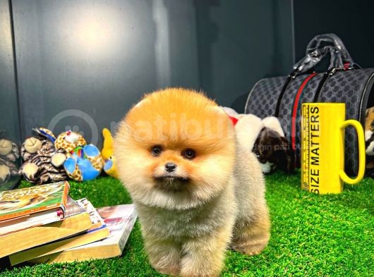 Aa Kalite Safkan  Pomeranian Yavrularımız görsel