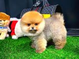 Aa Kalite Safkan  Pomeranian Yavrularımız