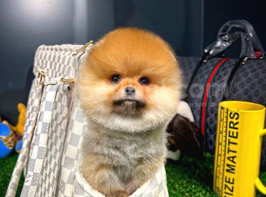 Aa Kalite Safkan  Pomeranian Yavrularımız görsel