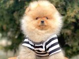 Safkan Teddy Face Pomeranian Boo Yavrularımız