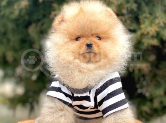 Safkan Teddy Face Pomeranian Boo Yavrularımız görsel