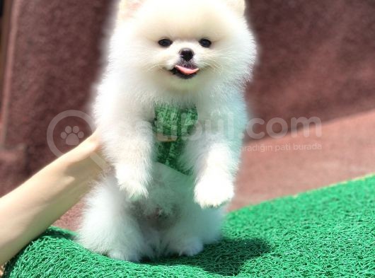 Orjinal Pomeranian Boo görsel
