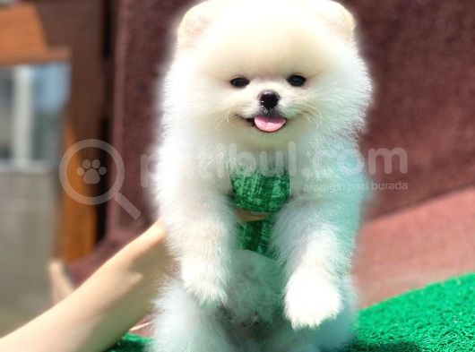 Orjinal Pomeranian Boo